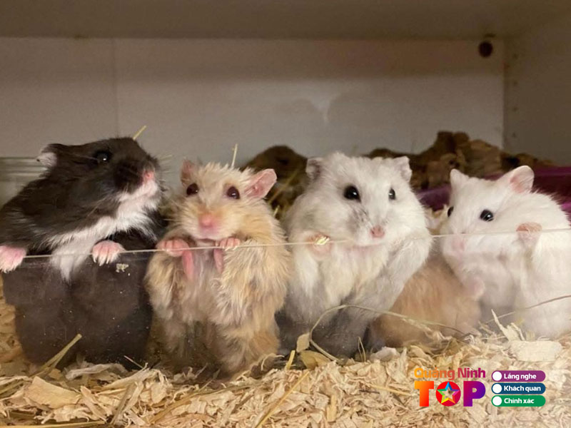 The-hamster-pet-shop-quangninhtoplist